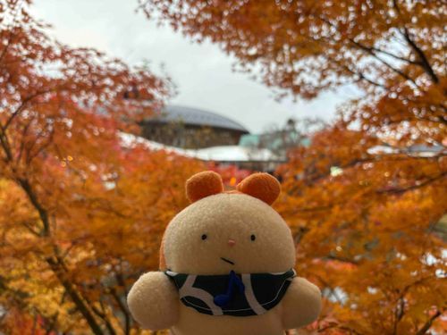 紅葉きれいだけど　まだ不機嫌