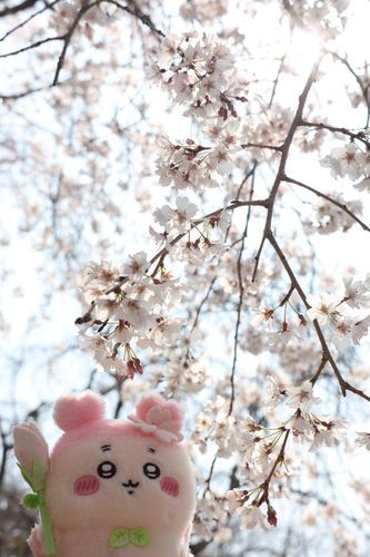 sakura no yousei in fukuoka…