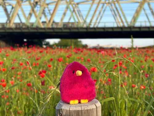 ポピーに擬態