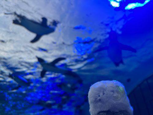 ペンギンさん