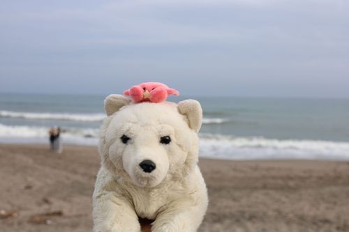 友達のホッキョクギツネくんと海行きました　カニより何倍もデカいからあたま乗せてくれた🦀