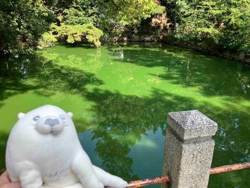 抹茶ラテ池
