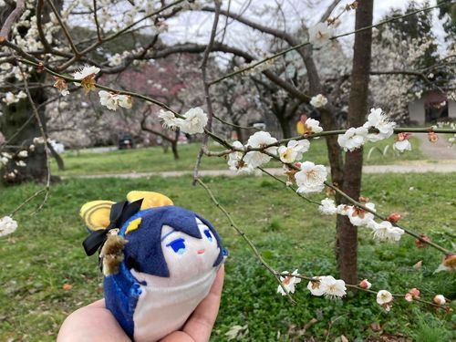 梅の花、よきかな