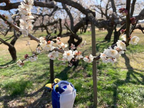 千波湖の梅です！！！！！