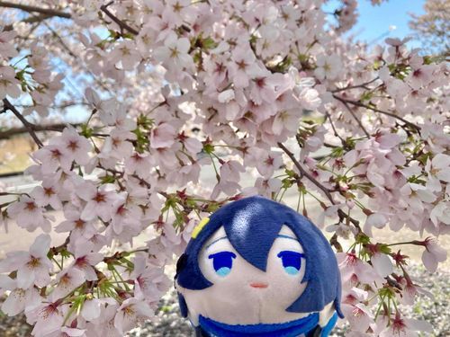 桜が綺麗だったぞ🌸