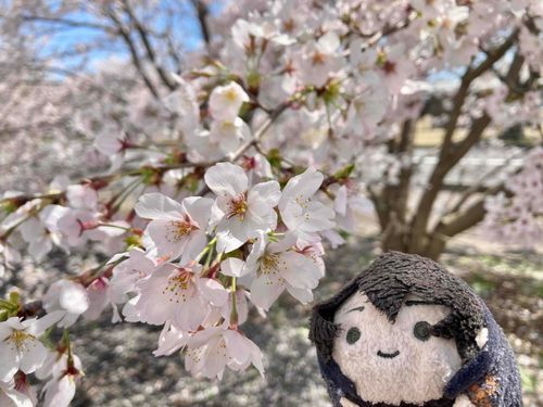 桜が咲いていた
綺麗だ