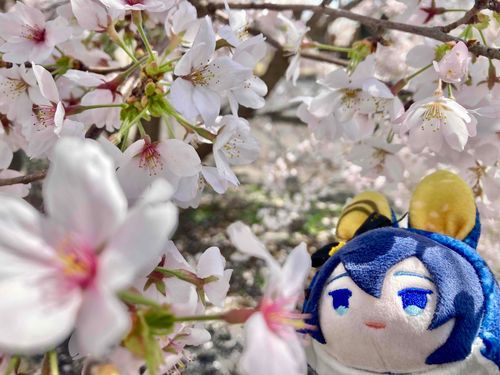 見事に、咲いていた、な🌸