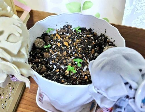 きょうもひとつ　おれている
「たね、またまく？おちこまないの」
