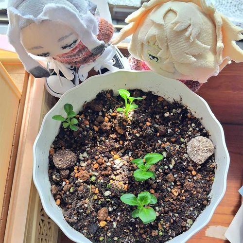 けいかかんさつ
ひょろいまま　は　を　ふやしている
「つよいんだか　よわいんだか。」