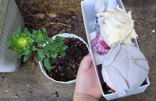 けいかかんさつ
め　は　そだち　はなめがついている
そとにでないうちに　へったのか？
「よんほんだったのに。」
「んま？」