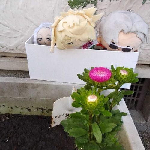 けいかかんさつ、にりんめの　はなだ。
「んま。」
「なんか　きょー、すずし。」