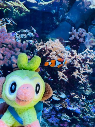 🪼🐬°･🐠