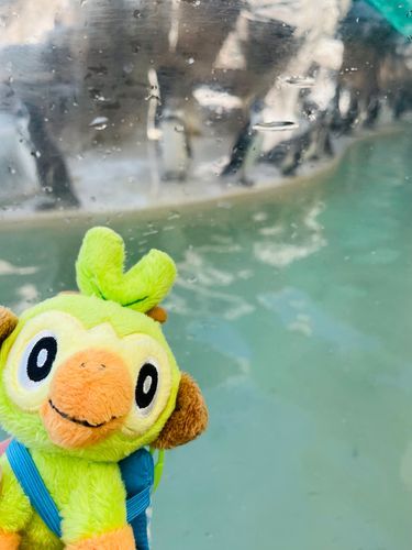 ペンギンさんボヤけちゃった💧‬