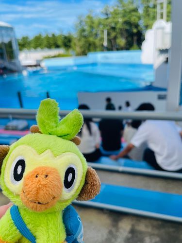 もうすぐイルカショー🐬