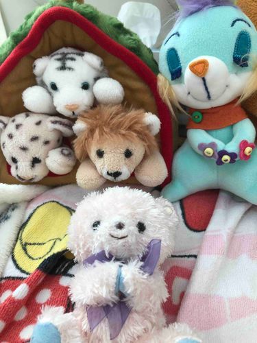 後ろの子達はぐみより前にお迎えされたこでうさぎの「みんと」とライオンの「らいち」、ヒョウの「ぴの」、ホワイトタイガーの
「くりーむ」みんながよろしくって言ったから安心！