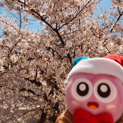 さくらと ぴんぼけな ボクなのサ　いいおてんき