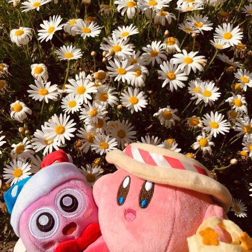 たぶん まーがれっと　はなやか〜🌼