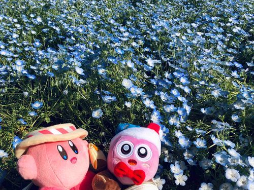 いちめんの ねもふぃらと ボクらなのサ
かーびぃ はっぴーばーすでぃ！