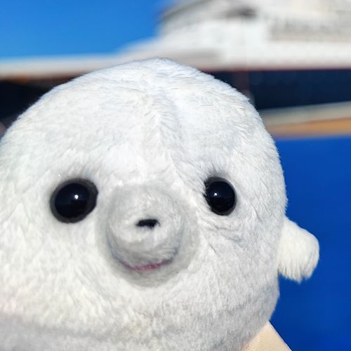 オッス、オラあざらし！🦭