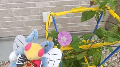 0719朝顔