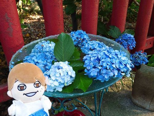 いつかの紫陽花。