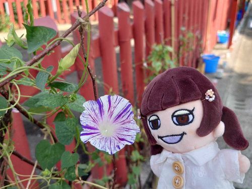 可愛い朝顔見つけたわ