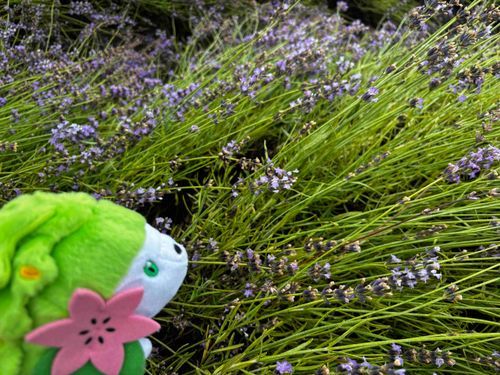 🦔：ラベンダーとてもきれいでそこらじゅうにいいにおいがじゅうまんしてたでしゅ✨️

🌹：心音も昨日のサッポロビール博物館といい、このラベンダー畑といい土産を沢山買っているな。
ラベンダーもとても綺麗だったが、
つい先程行った美瑛の青い池もとても綺麗だったよ。