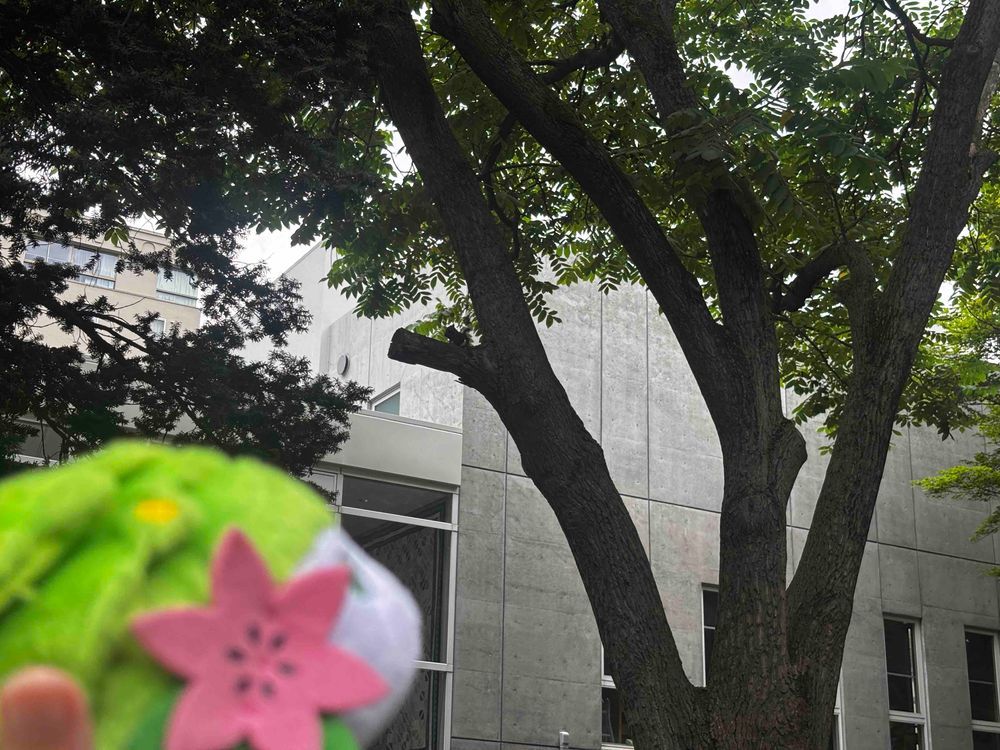 🌹：駅に戻る前に北海道大学に来てみた。心音の従兄弟の1人がここの法学部のOBだそうだ。俺は群馬大学の医学部生なんだが、心音が俺くらい頭が良ければこの北大でもいけるんじゃないかと言っていたが...もっとたくさん勉強しなければとてもじゃないがここには受からないさ💧‬

🦔：りょうすけおにいさん あのきのえだのうえみてくださいでしゅ！

🌹：ん？どうかしたか...？ （木の枝の上見上げ） あれは🐿...。
エゾリスか？

🦔：きのみかなにかをたべてるでしゅ、かわいいでしゅ♡