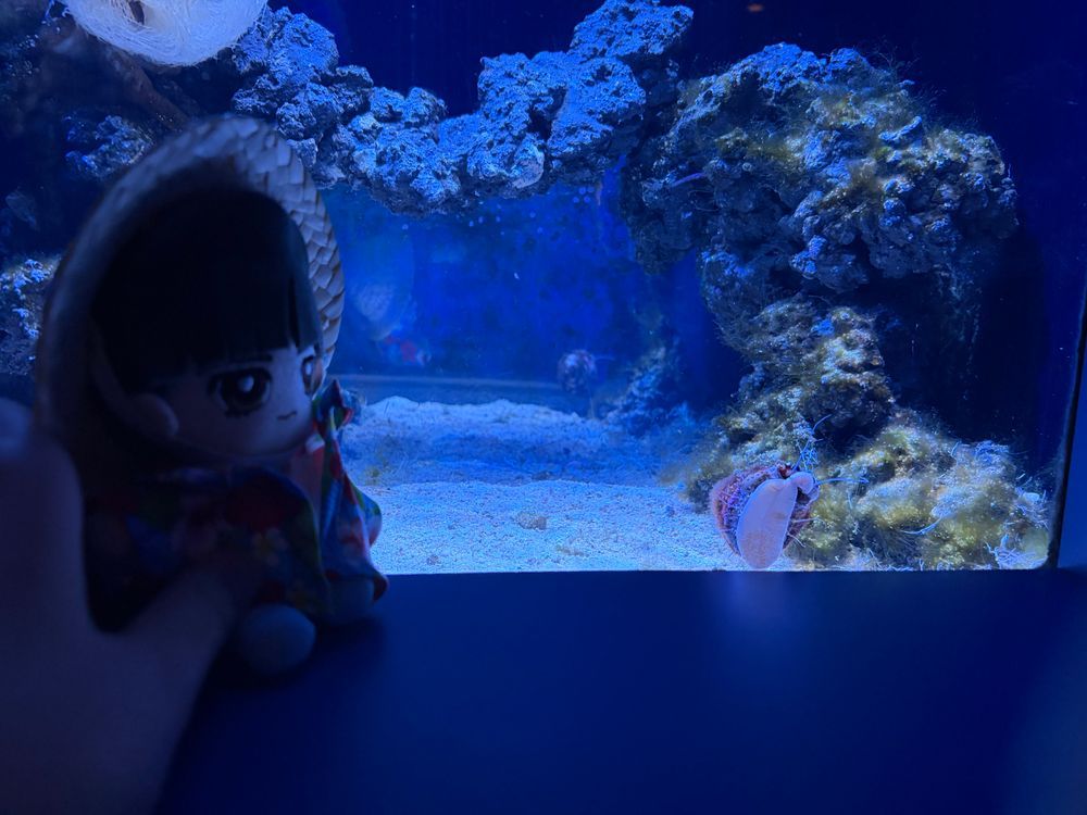 ～沖縄旅行⑦  美ら海水族館編～

🌹🕶：1番最初に来たのは美ら海水族館だ。初めてジンベエザメを目の前で見たんだが本当にデカイな。
熱帯魚もとても綺麗だった。