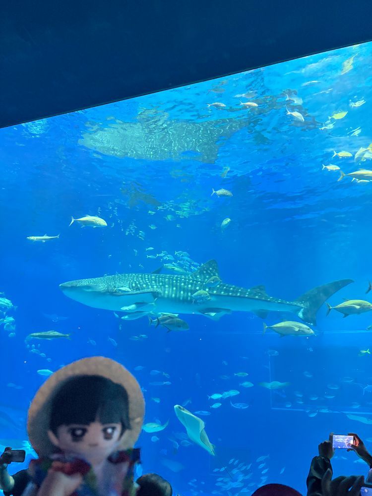 ～沖縄旅行⑦  美ら海水族館編～

🌹🕶：1番最初に来たのは美ら海水族館だ。初めてジンベエザメを目の前で見たんだが本当にデカイな。
熱帯魚もとても綺麗だった。