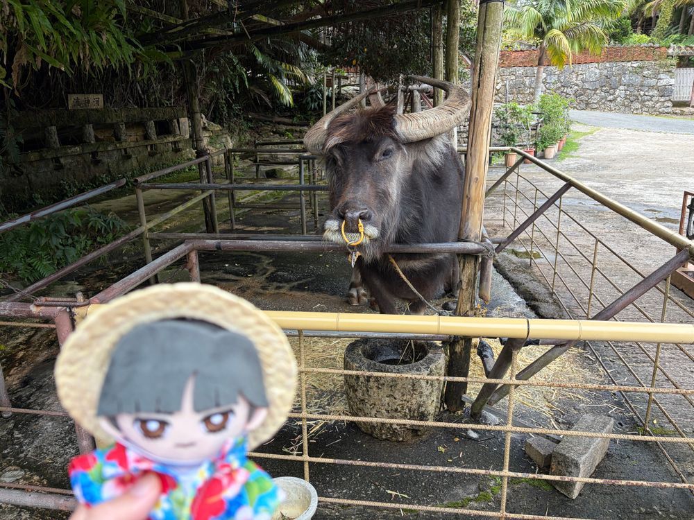 ～沖縄旅行⑩ 琉球村編～

🌹🕶：次は恩納村にあるテーマパーク、琉球村に着た。ここでは心音が体験で琉装の黄色い紅型を着て歩き回っていたな。（髪飾り付き）
蝶々ハウスがあったり、沖縄の民家がたくさんあったり、シーサーがいたりしたが…本物の水牛がいたのは驚いた。