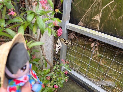 ～沖縄旅行⑩ 琉球村編～

🌹🕶：次は恩納村にあるテーマパーク、琉球村に着た。ここでは心音が体験で琉装の黄色い紅型を着て歩き回っていたな。（髪飾り付き）
蝶々ハウスがあったり、沖縄の民家がたくさんあったり、シーサーがいたりしたが…本物の水牛がいたのは驚いた。
