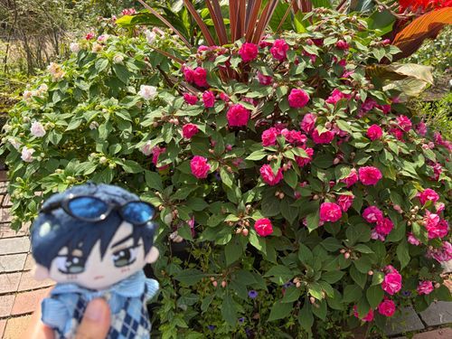 🌹：今日は午前中から県内にあるイングリッシュガーデンまで出かけてきた。
