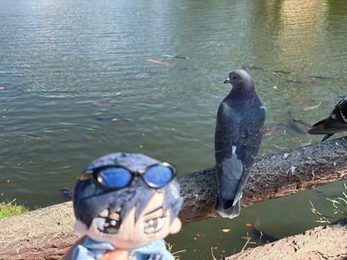 🌹：鳩がいるが、人馴れしているからか全く逃げないな。