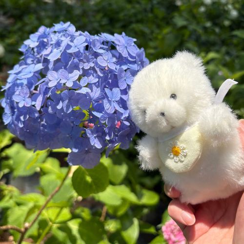 紫陽花を見るといよいよ梅雨か〜と毎年感じる。