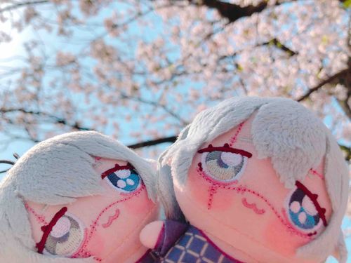 まひとが桜を見に行ったそうだ。