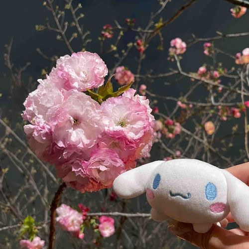 さくら〜🌸
