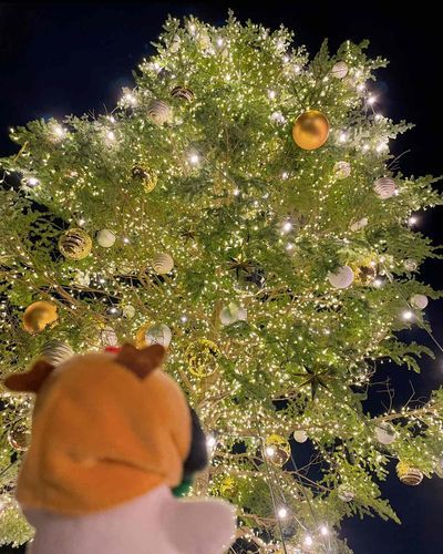 もうすぐ クリスマス 
去年の🎄をお裾分け
❄︎𖡺𐂂𖡺❅*.