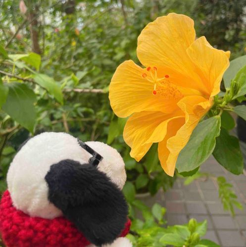 おはな 🌺