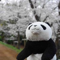 パンちゃん