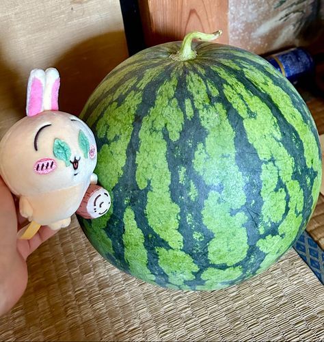 今日のアニメちいかわが、スイカ割りの話だったから去年畑で出来た🍉の写真を思い出した!!