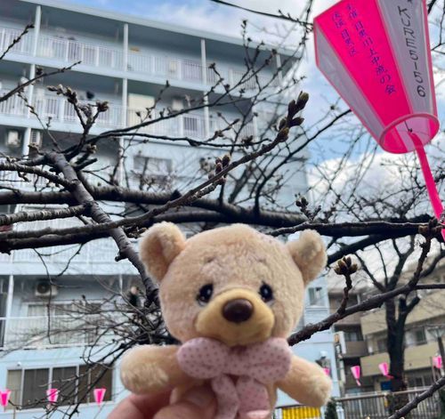 めぐろがわ、🌸もうすぐさきそうだよ〜✨