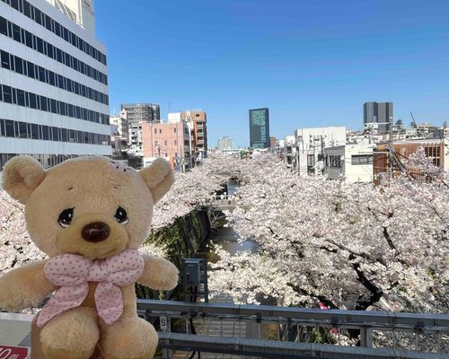 さくら🌸まんかい！
えきからだよー😊