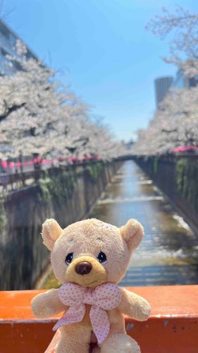 めぐろがわ🌸
このじかんはカオス〜。
あさのんびり📷とったよ^_^