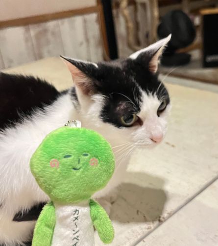 はじめまして。
せっかくのたびにでるのにぬいを忘れまして。しんメンバーかふえました。