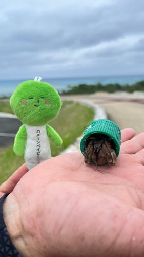 ヤドカリ🐚さん、あらたないえはペットボトル❣️