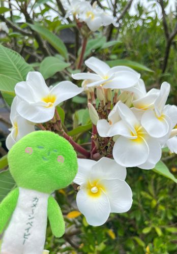 おはな🌸パート③