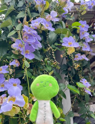 むらさきのおはな🌸