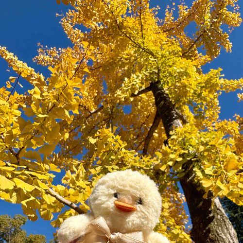 まだ あき🍁🍂
きいろ だいすき💛