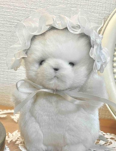 飼い主がヘッドドレス作ってくれました！早くお出かけしたい！